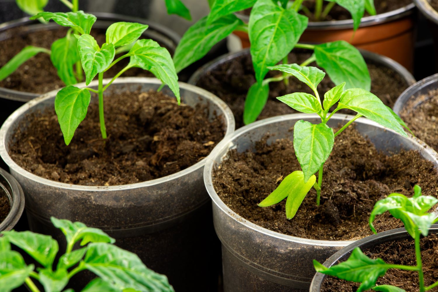 Paprika anbauen Aussaat, Pflege und Erntezeit Plantura
