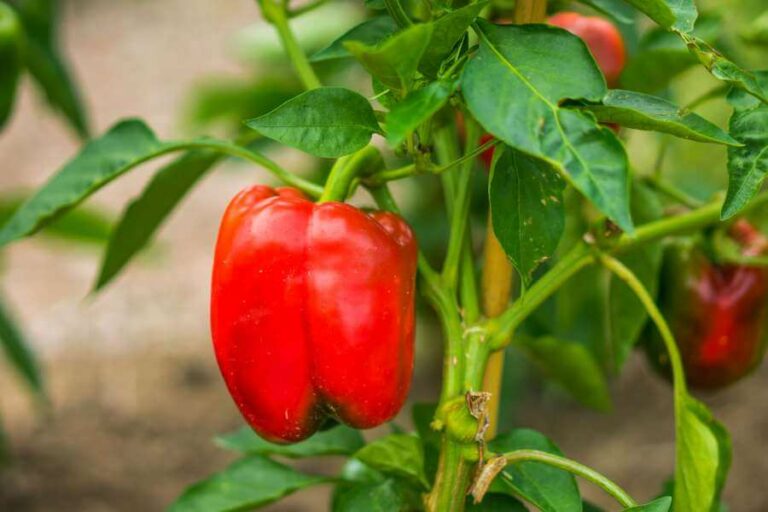 Paprika anbauen Aussaat, Pflege und Erntezeit Plantura