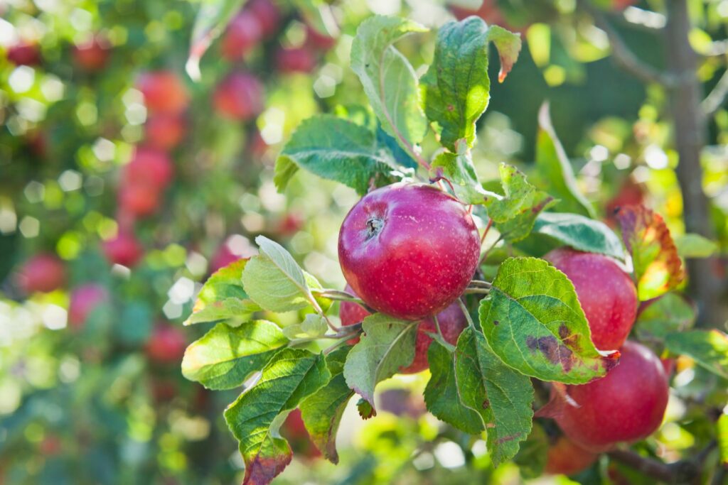 Red Jonaprince Äpfel am Baum