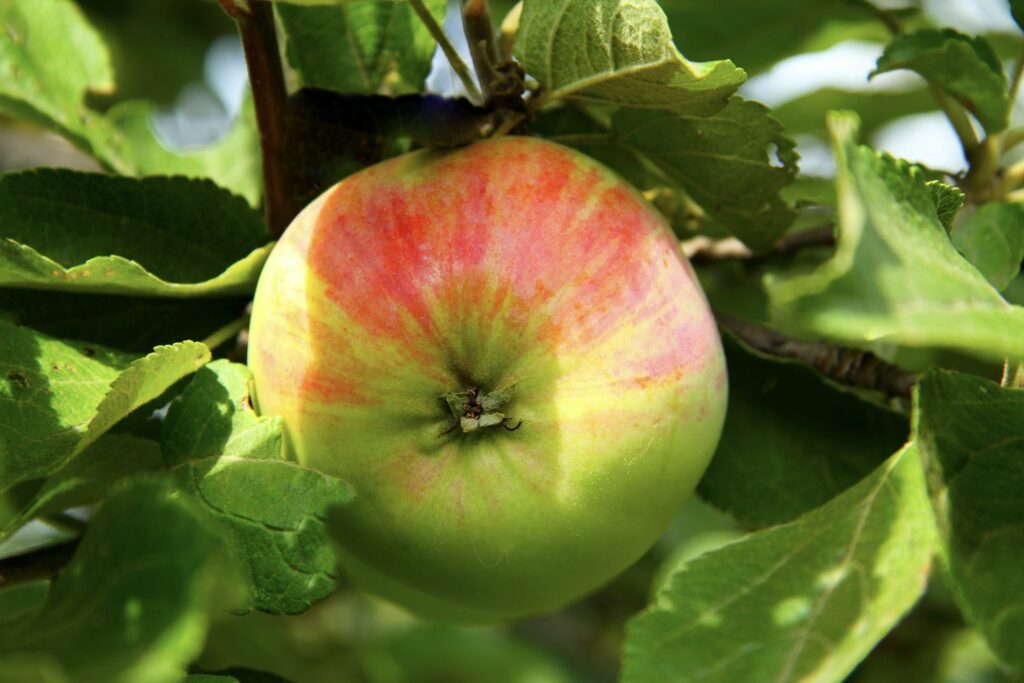 Apfel der Sorte Rheinische Schafsnase am Baum
