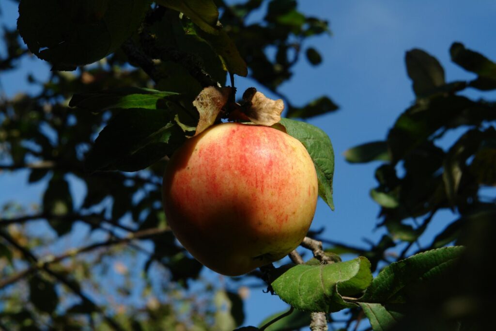 Rheinischer Krummstiel-Apfel hängt am Baum