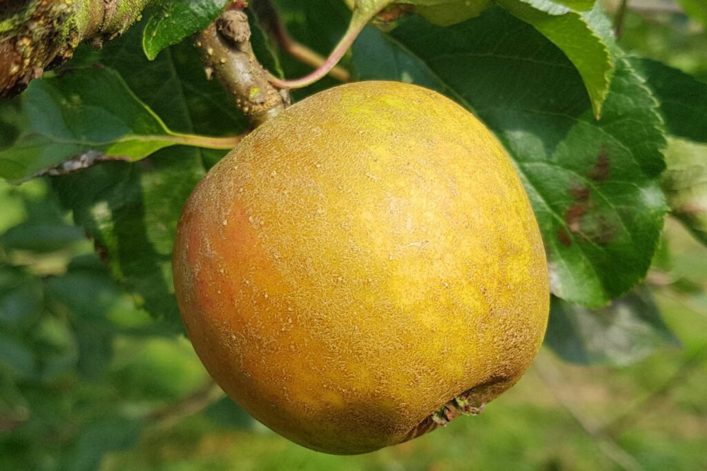 Ribston-Pepping-Apfel am Baum