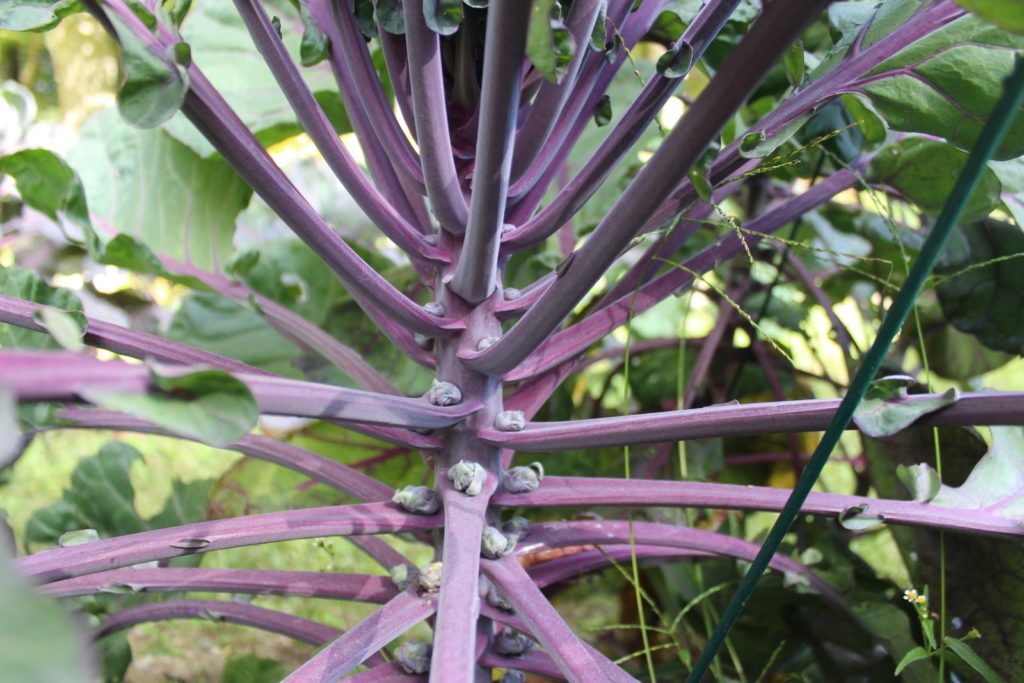 Rosenkohl im Gemüsebeet wachsend