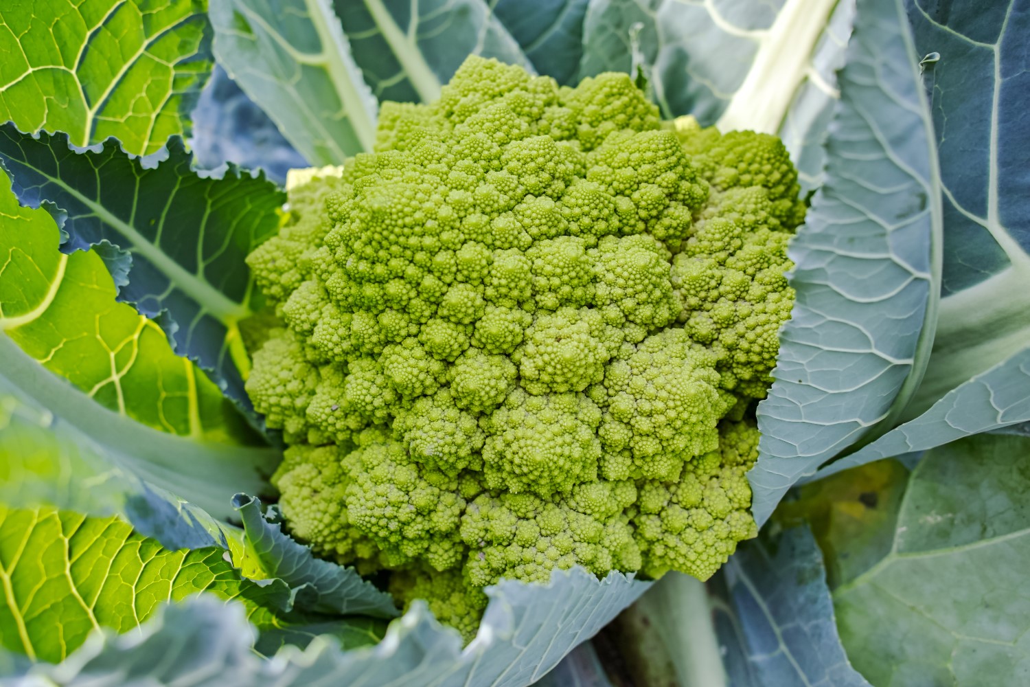 Romanesco: Alte & neue (F1)-Sorten im Überblick