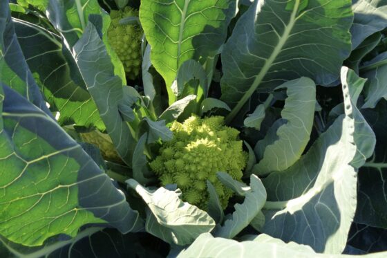 Romanesco anbauen: Aussaat, Pflege und Erntezeit