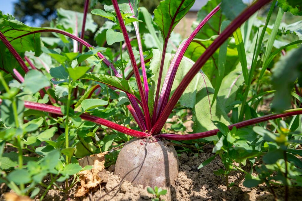 Rote Beete-Anbau