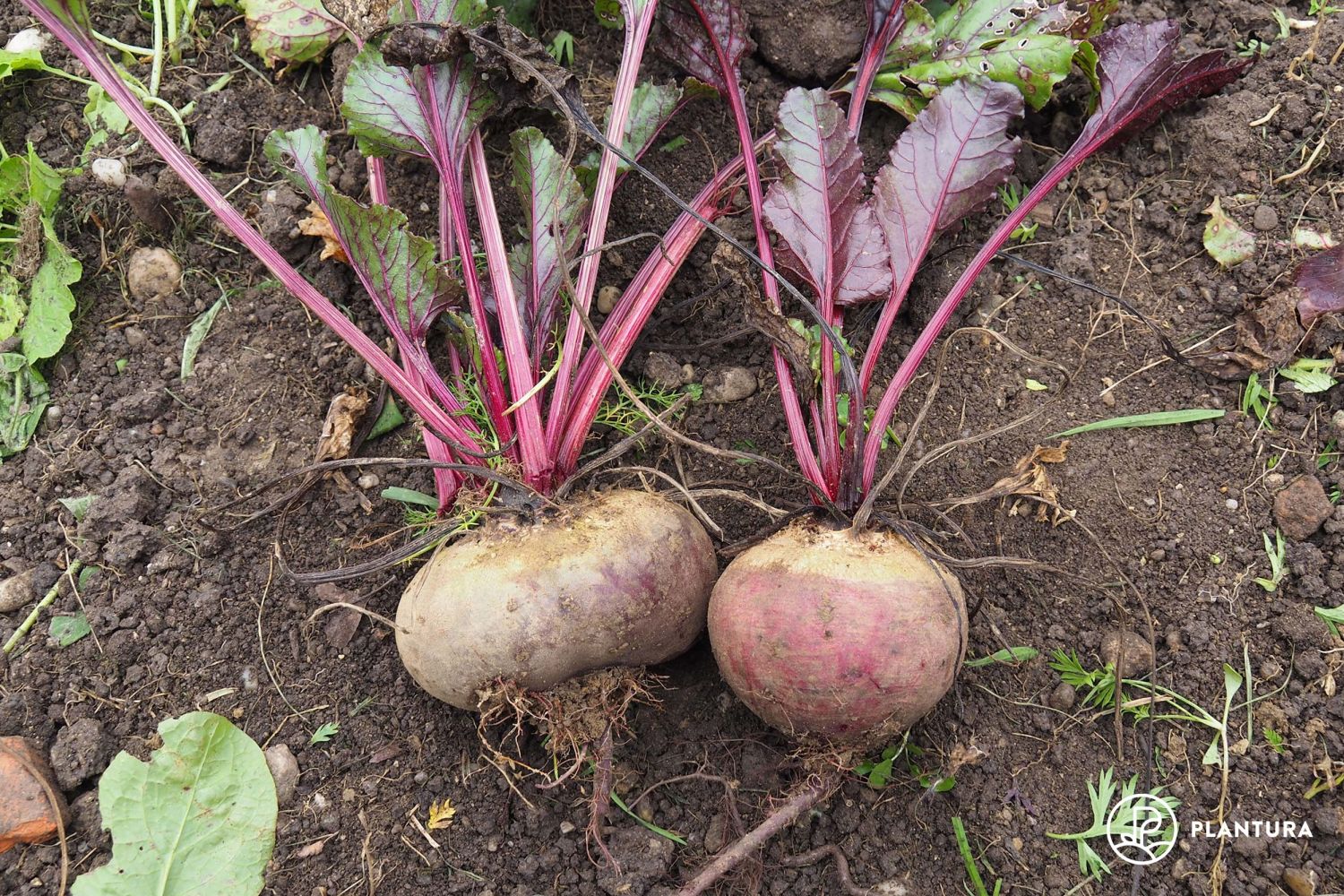 Frisch geerntete Rote-Bete-Knollen