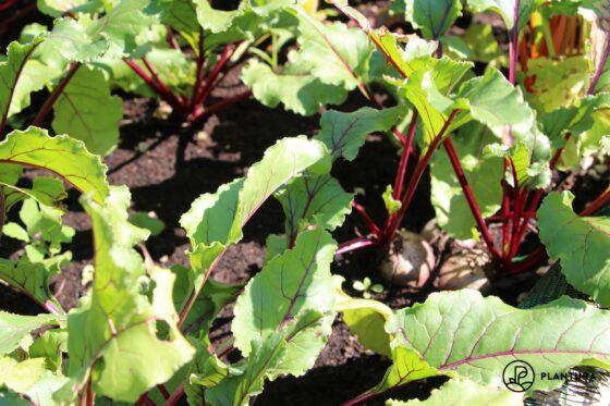 Rote Beete im Portrait: Die gesunde Rübe aus dem eigenen Garten