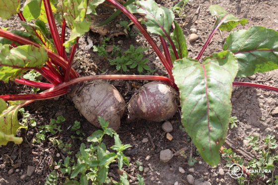 Rote Beete Sorten: neue und alte Sorten im Überblick