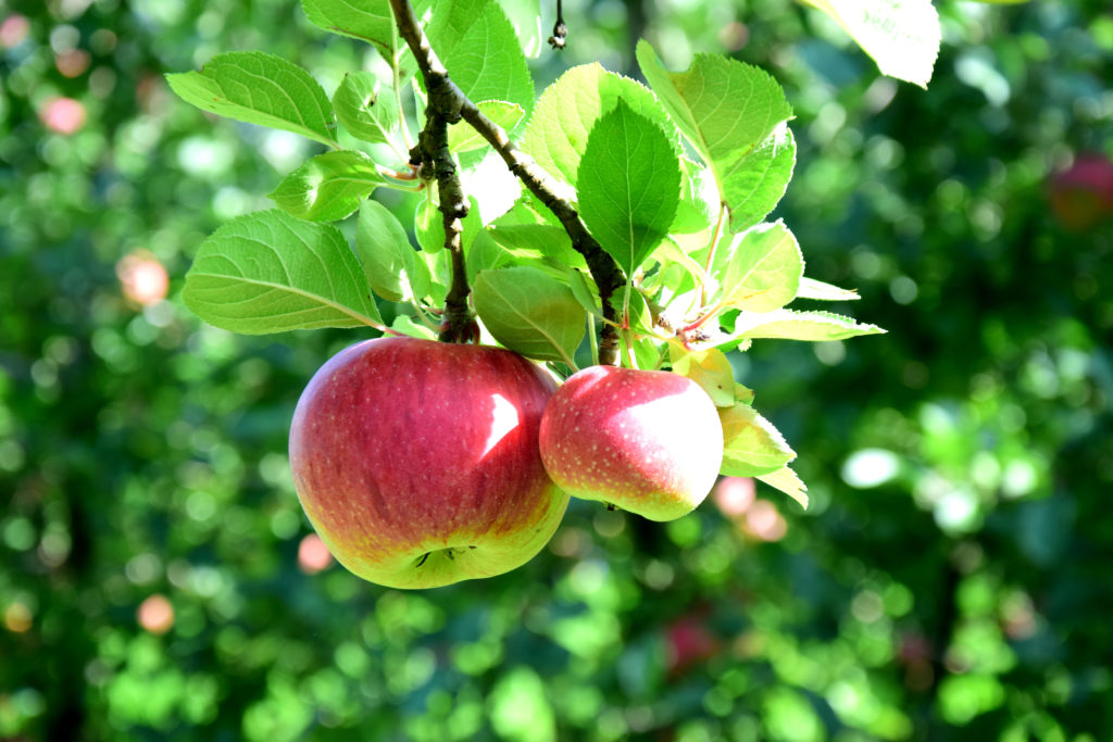Rote Berlepsch-Äpfel am Baum