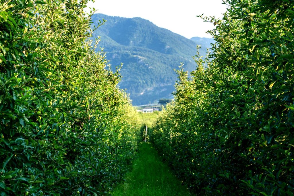 Apfelbäume in einem Weinanbaugebiet