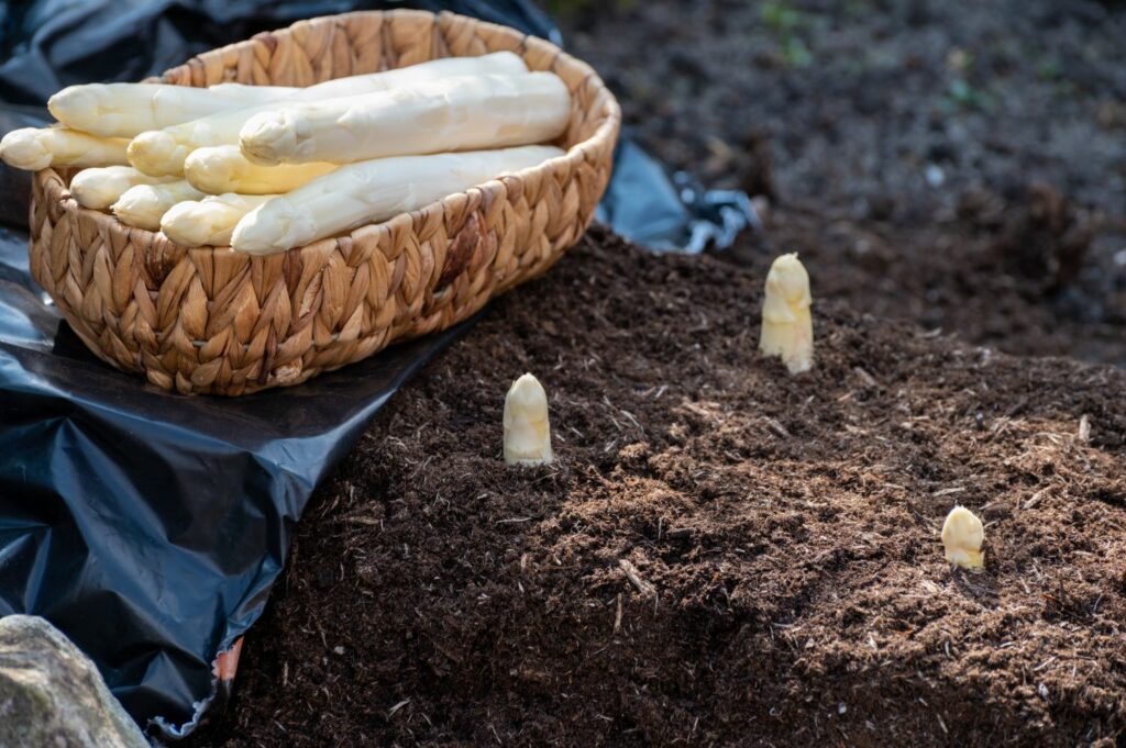 Weißer Spargel