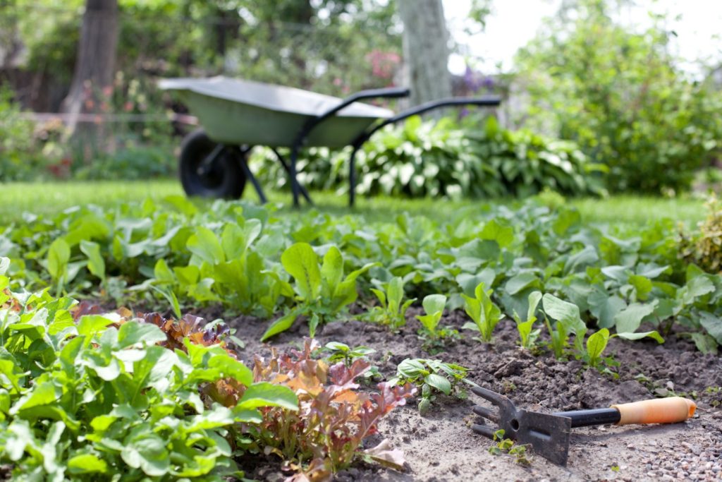 Erntereifer Spinat in einem Garten