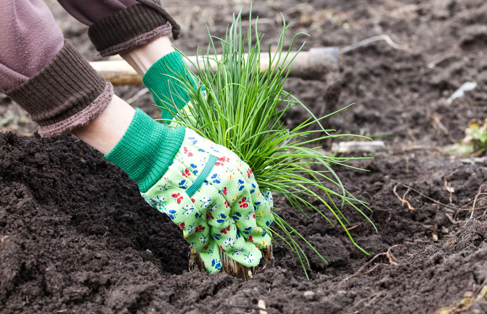 Schnittlauch Anbauen Saen Pflegen Schneiden Ernten Plantura