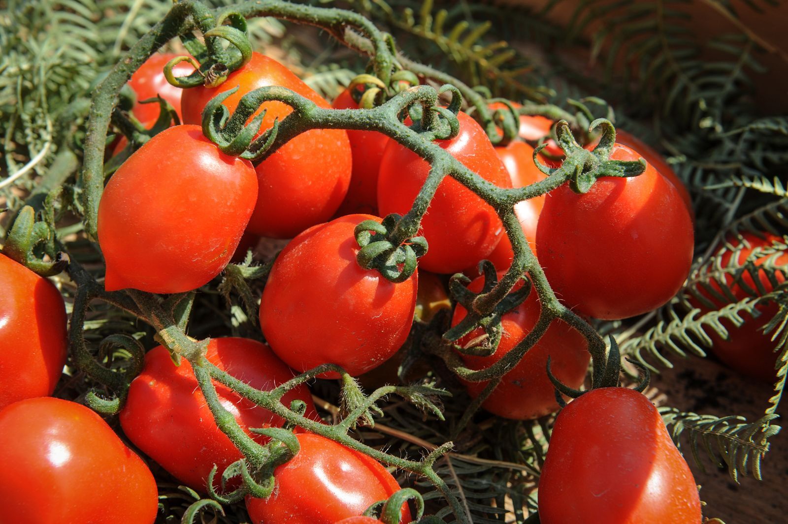 Venusbrüstchen Die Tomate pflanzen & pflegen Plantura