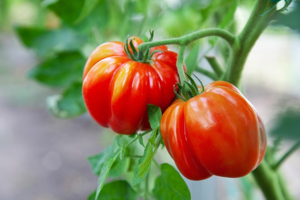 Tomatensorte Zahnrad