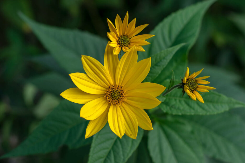 Topinambur pflanzen Anbau im eigenen Garten Plantura