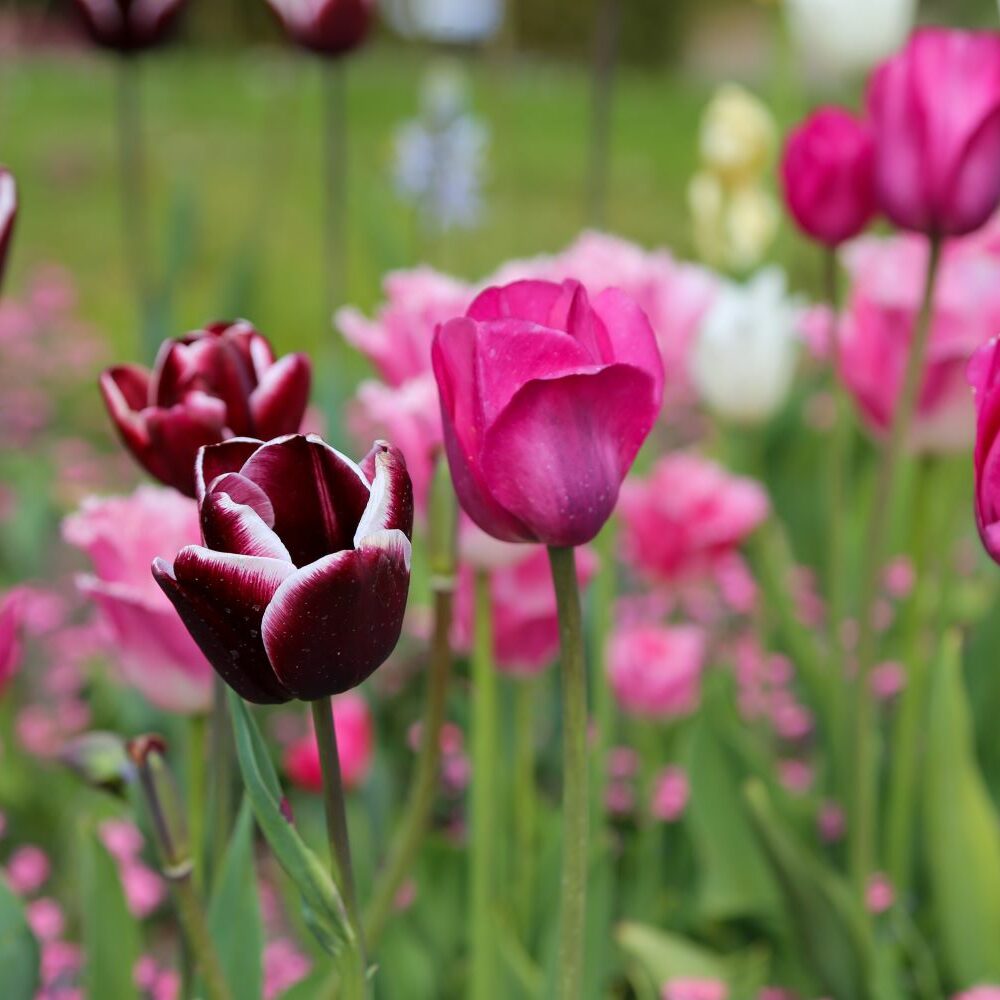 Tulpen: Bltezeit und Pflege - Plantura