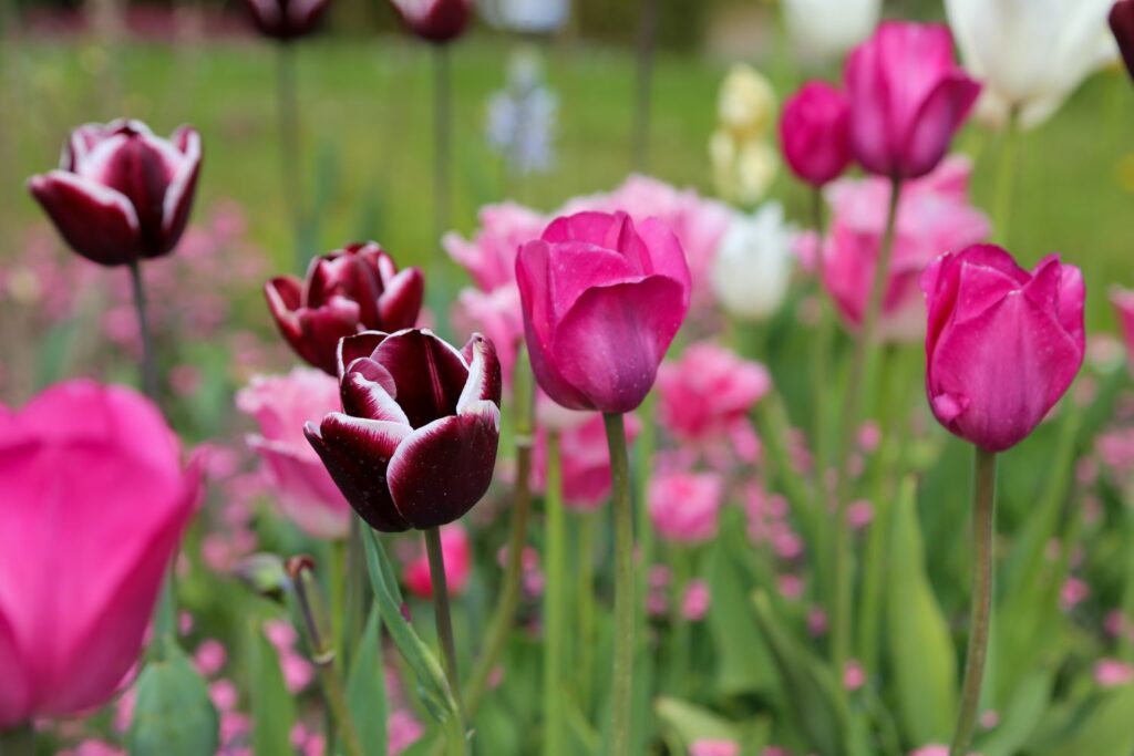 Tulpen auf Wiese