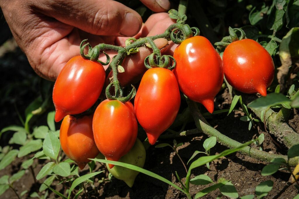 Reife Venusbrüstchen-Tomaten