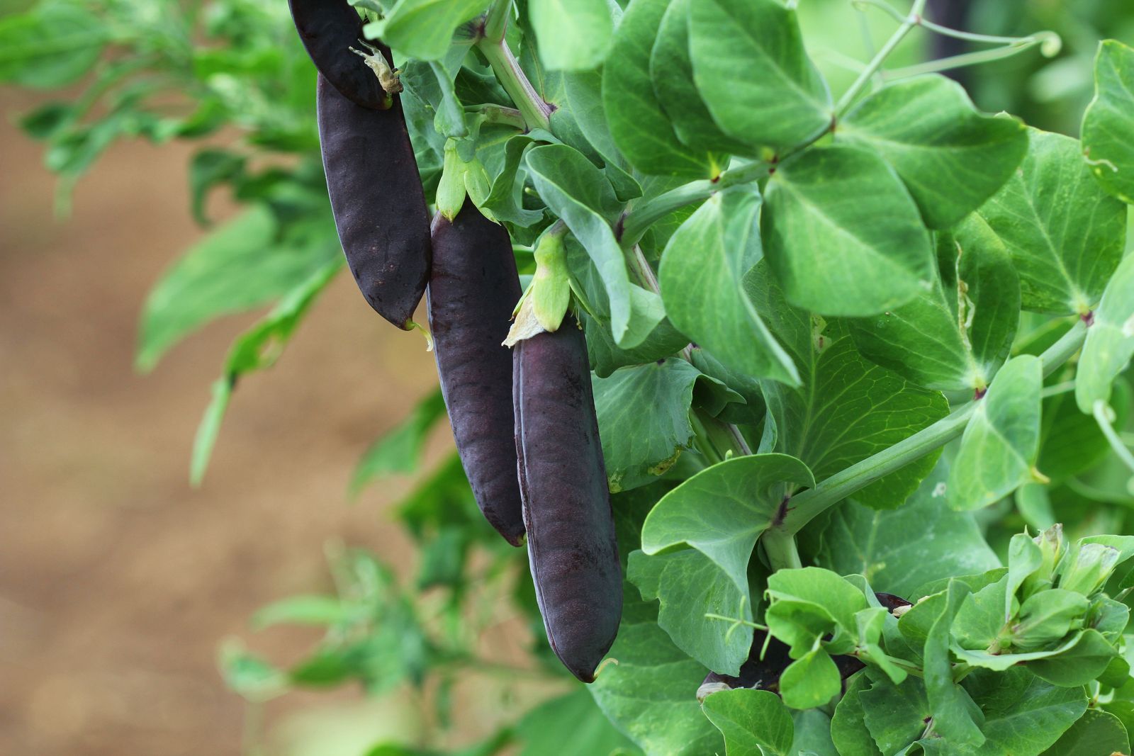 Garten Terrasse Samereien Zwiebeln Durr Bio Zuckererbsen Norli