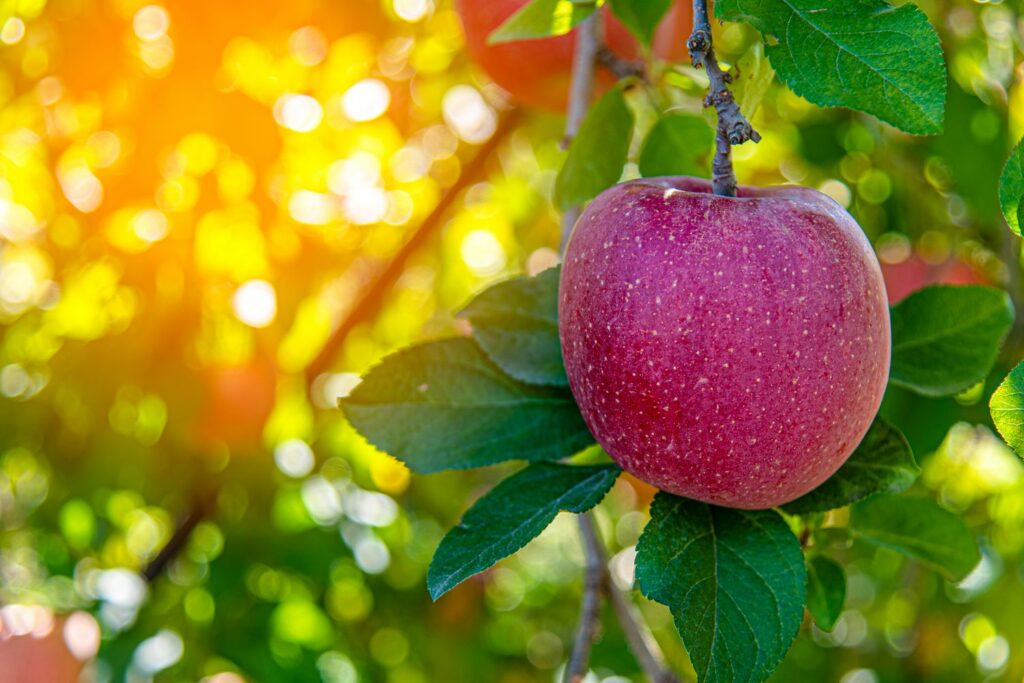 Wettringer Taubenapfel