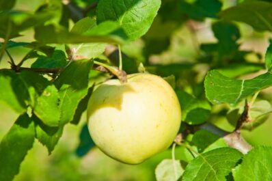 Winterbananenapfel: Alles über die besondere Apfelsorte