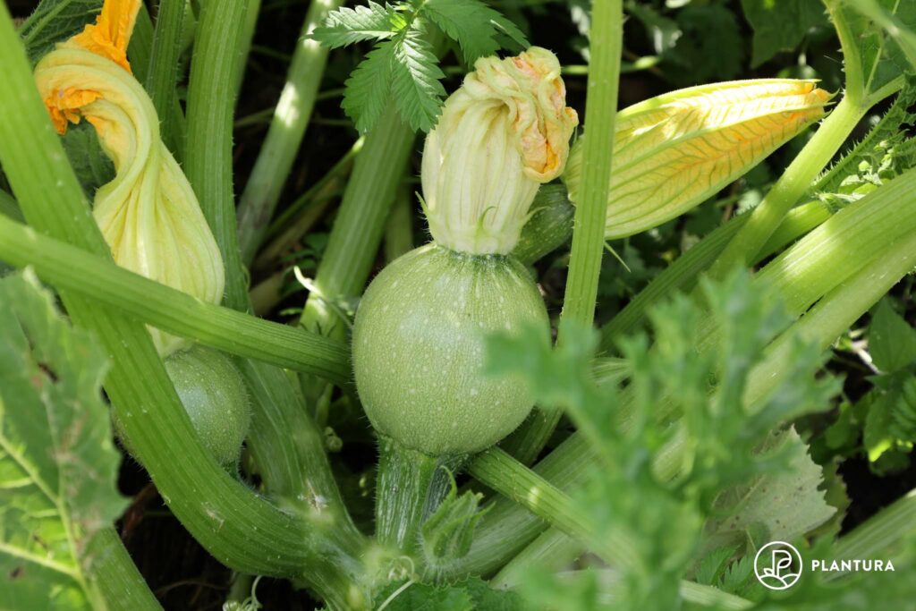 runde Zucchini