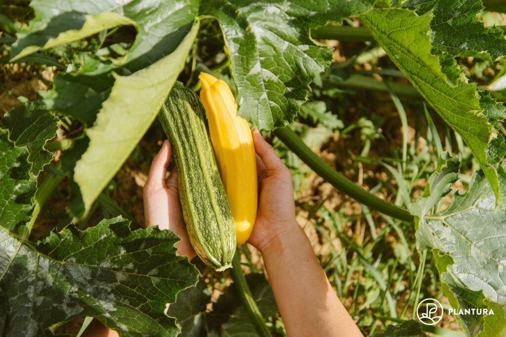 verschiedene Zucchini-Sorten