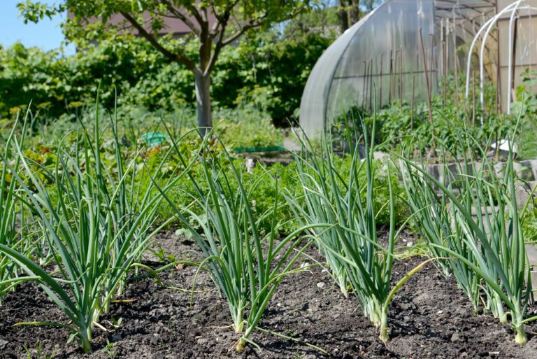 Flower Sprouts Ernten, anbauen & pflegen Plantura