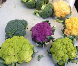 Blumenkohl Lila Gelb Weiß