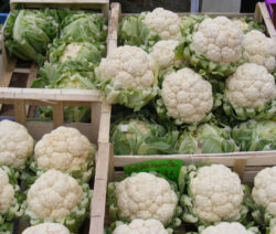 12Blumenkohl Holzkisten