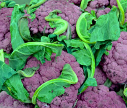 13Blumenkohl Lila