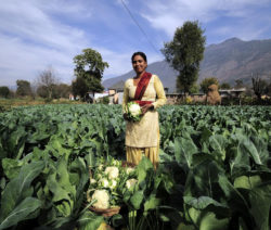14Blumenkohl Stammt Aus Indien