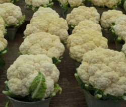 Blumenkohl In Töpfen