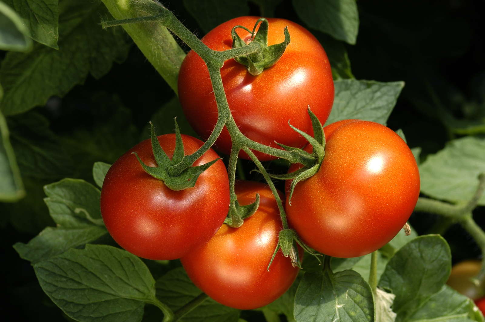 37+ Kleine Tomaten Sorten, Als kirschtomaten werden alle kleinen