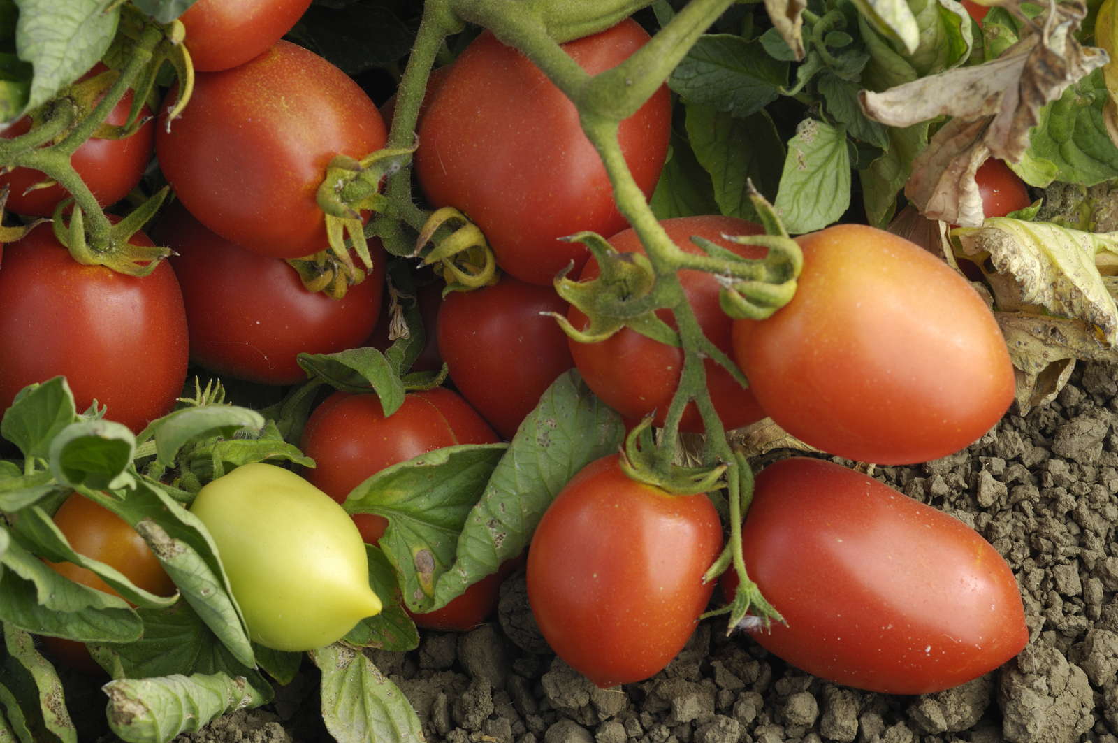 Tomatensorten Die 50 besten altbewährten & neuen Sorten Plantura