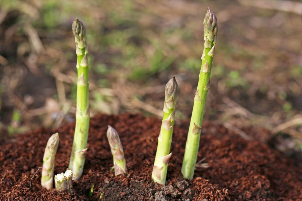 49+ Spargel Anbau Bilder, Bilder zum thema spargelanbau finden