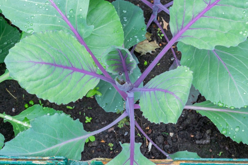 Rotkohl anbauen: Aussaat, Pflege und Erntezeit - Plantura