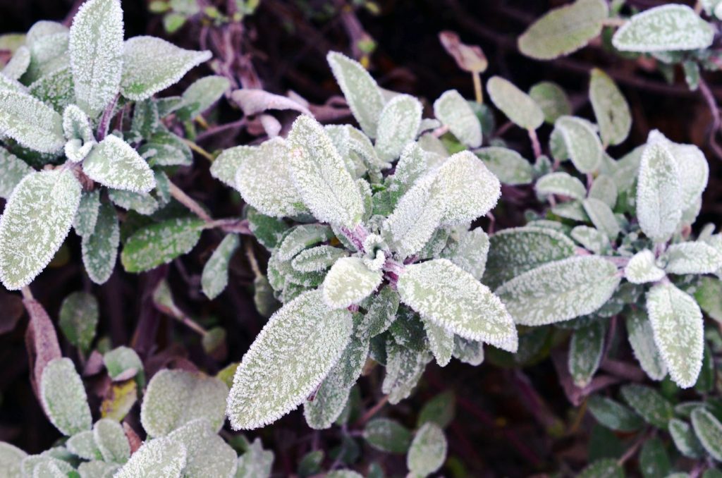 Salbei im Frost Blätter gefrostet