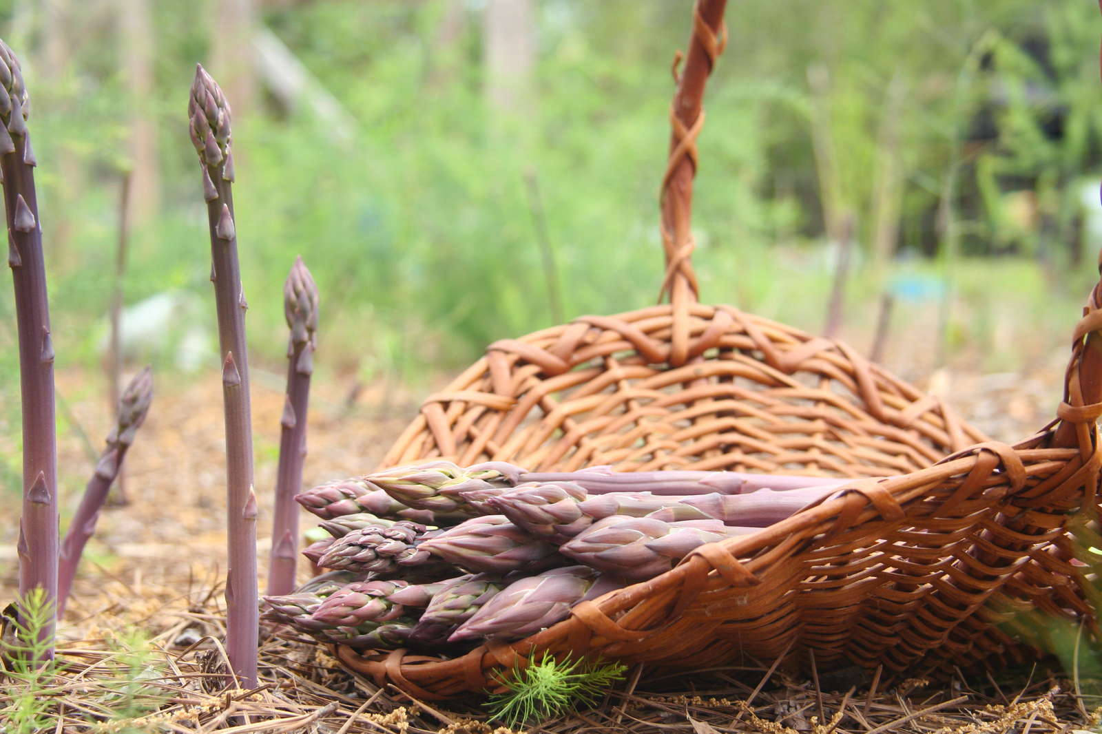 Spargel Tipps zum Anbau im eigenen Garten Plantura