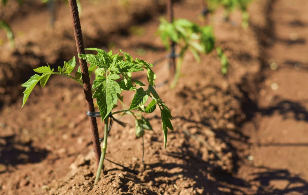 Tomate auspflanzen