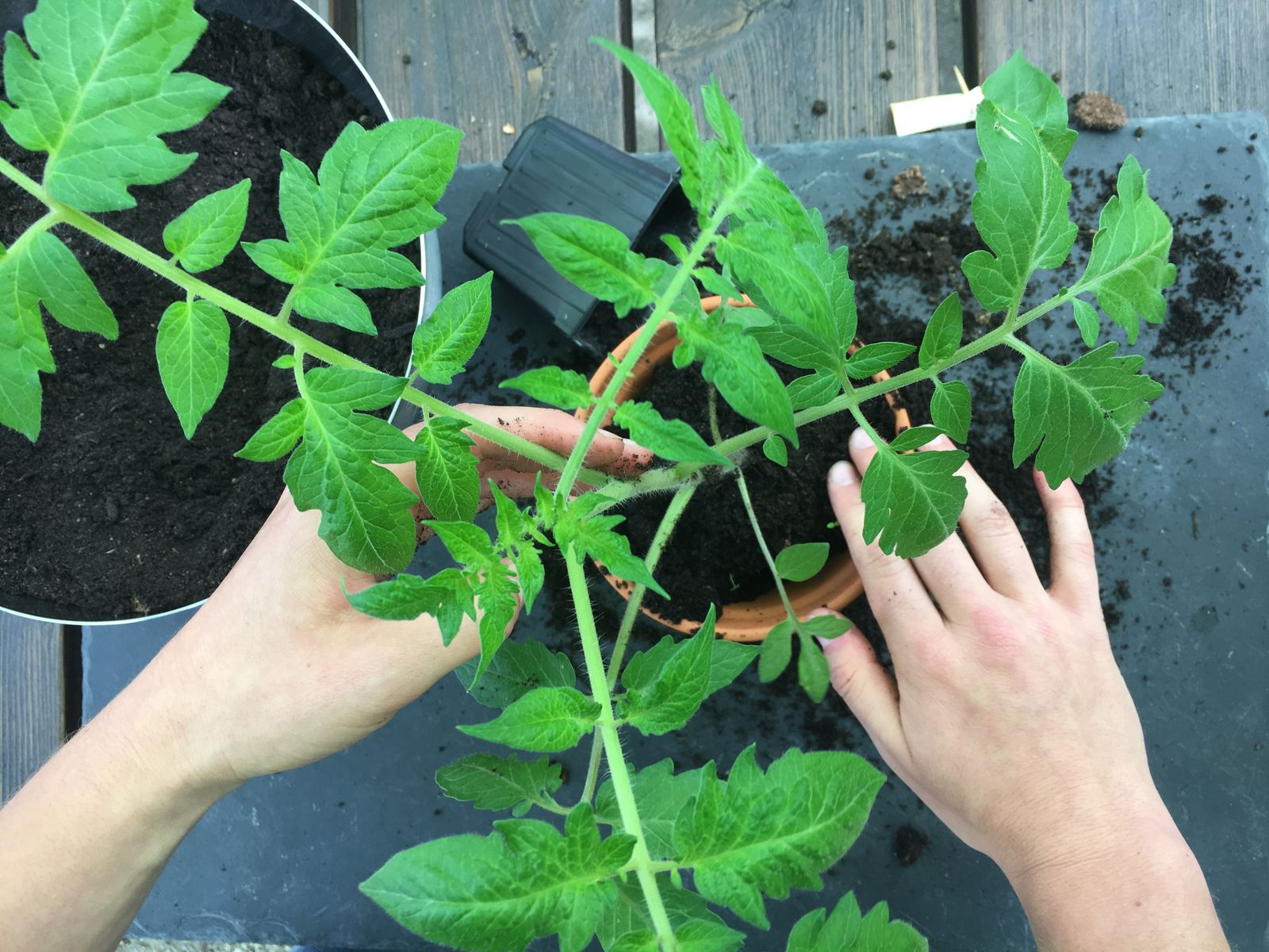 Tomaten Aussaen Pikieren Auspflanzen Anleitung Mit Video