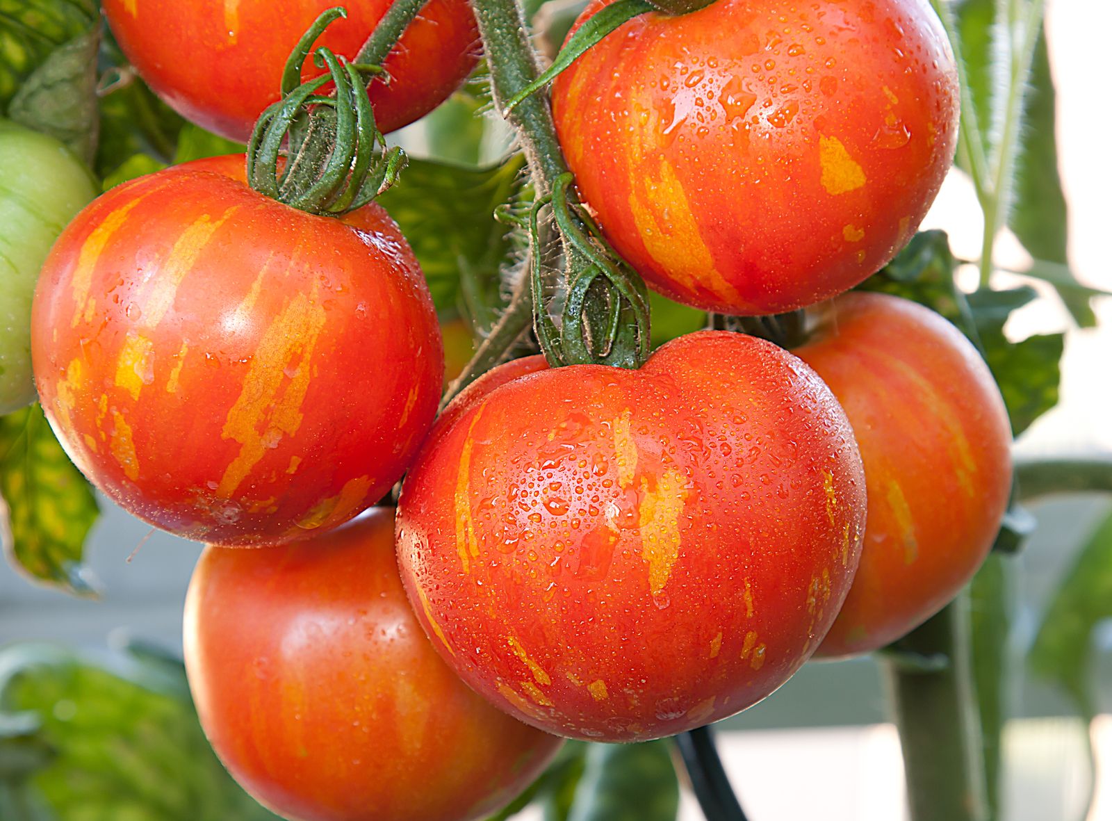 Tomatensorten Die 60 besten altbewährten & neuen Sorten (Übersicht