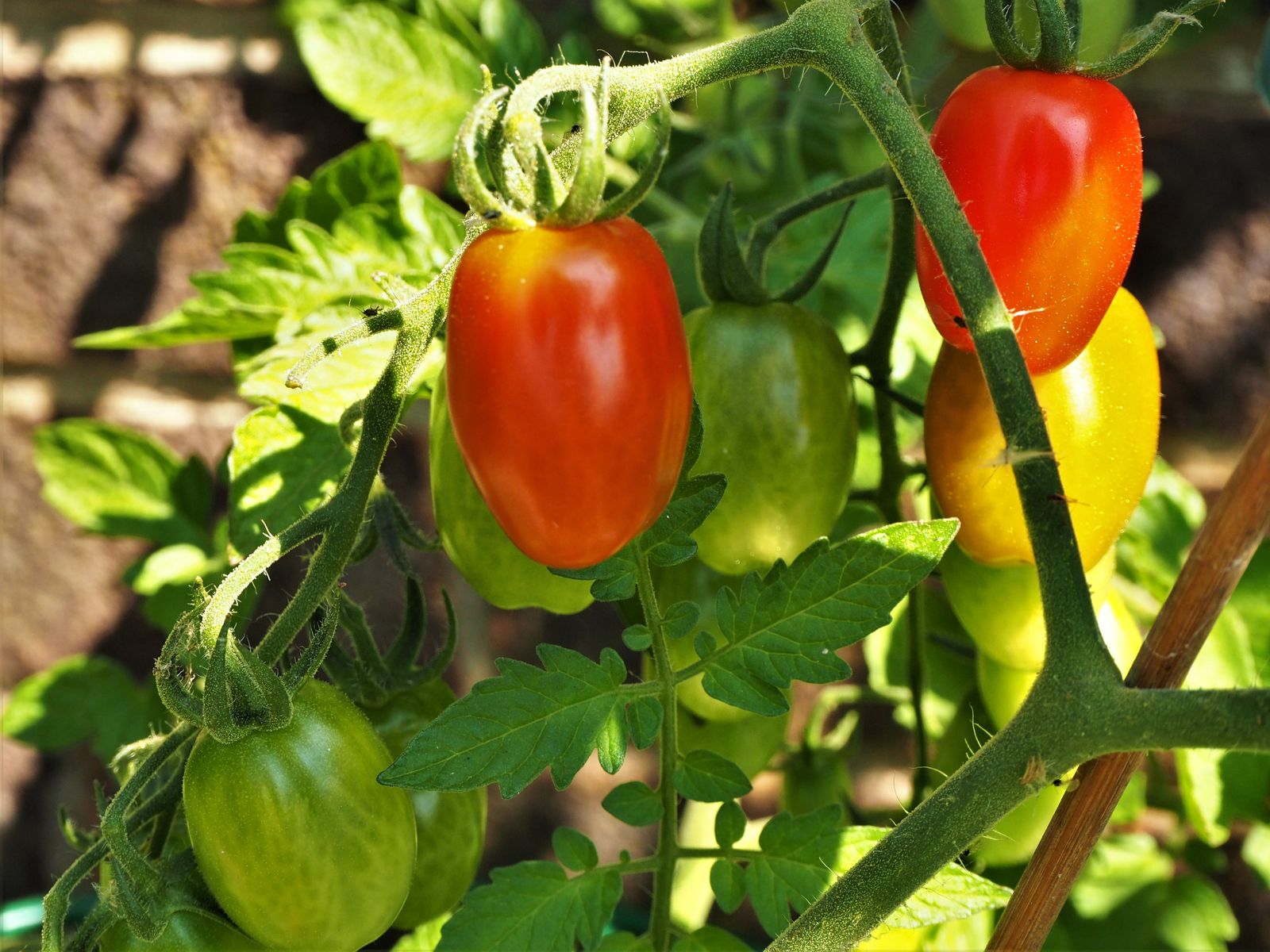 Tomatensorten Die 60 besten altbewährten & neuen Sorten (Übersicht