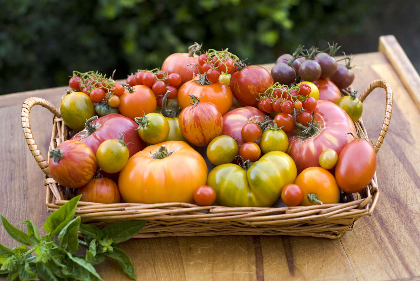 Tomatensorten Die 50 besten altbewährten & neuen Sorten Plantura