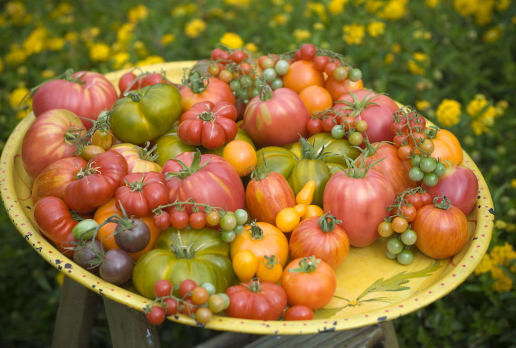 Tomatensorten Die 50 besten altbewährten & neuen Sorten Plantura