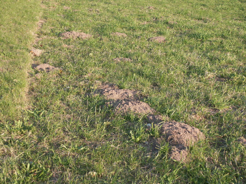 Haufen einer Wühlmaus