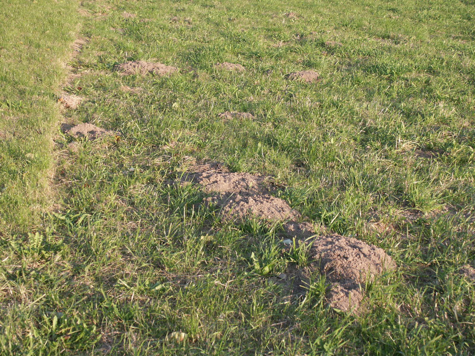 Wühlmaus: erfolgreich bekämpfen und vertreiben - Plantura