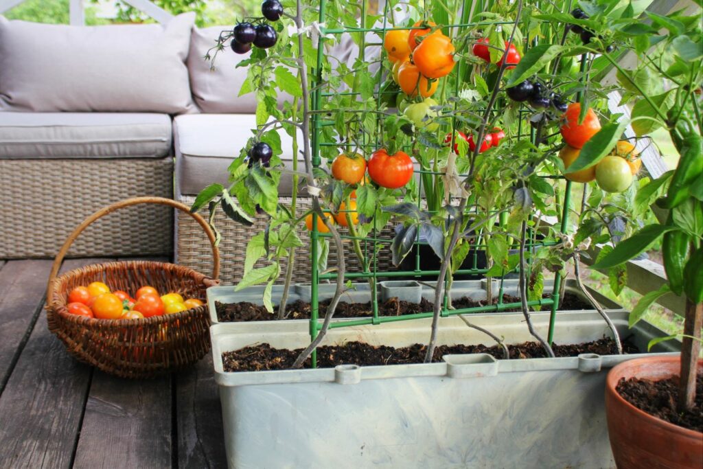 Tomatenanbau auf Balkon